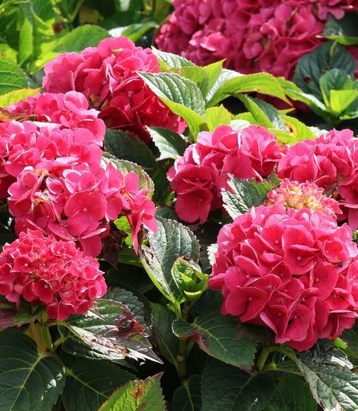 Hydrangea macrophylla 'Red Baron'